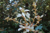 New tanoak leaves