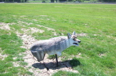 A leg-less coyote on the infield.