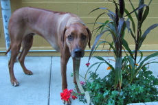 Kumba looks into the lens while we wait for a table at the restaurant.