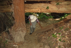 David ducks under a fallen tree.