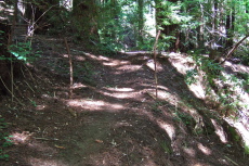 Lightly-used trail climbing uphill from the Fall Creek Trail.
