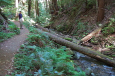 Steve pauses on the Fall Creek Trail.