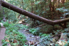 This tree trunk split when we tried to walk across.