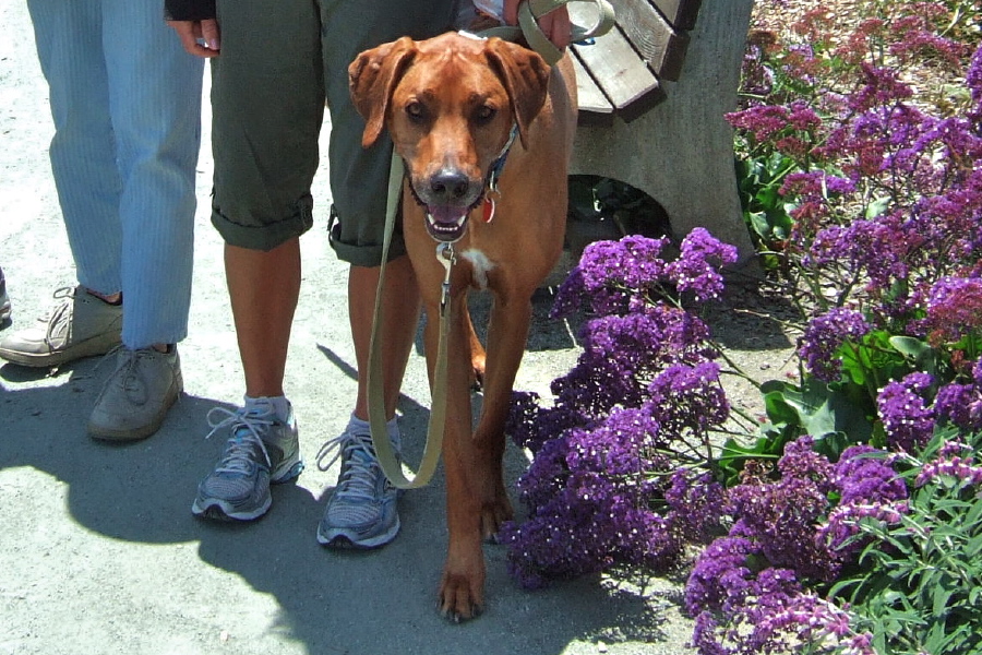 Kumba looks directly at the camera.