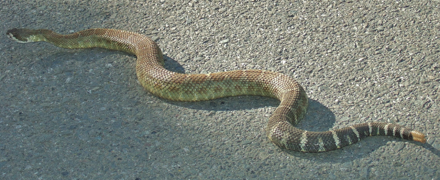 He starts to slither away.