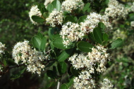 Blooming ceanothus thyrsiflorus (white form)