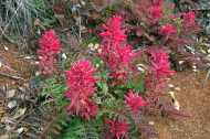 Indian Warrior (Pedicularis densiflora) is out in force in the drier areas.