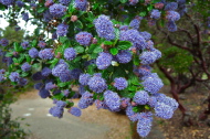 Blooming Blue Blossom (ceanothus thyrsiflorus) at Vista Point