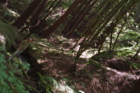 David stands on the bank of a creek in the forest.
