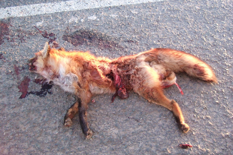 This beautiful creature was found on San Juan Rd. just outside Pajaro, CA.