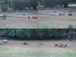 Lambs at play near Aromas.