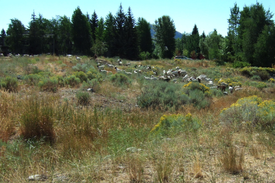Goats are let to graze on a field in Ketchum, ID.