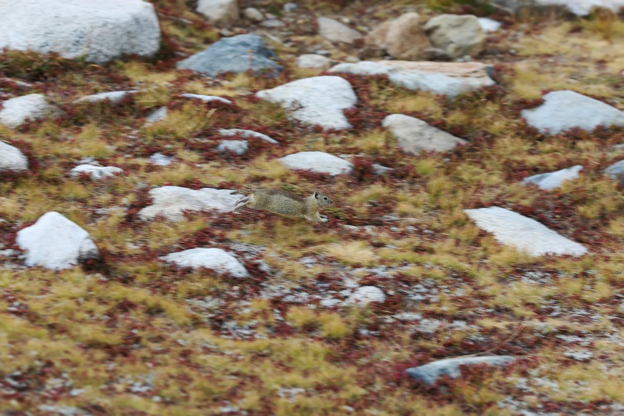 Ground squirrel flies through the air.