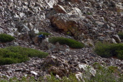 Bogdan returns up the mountain in search of a lens cap that was later found in his pocket.