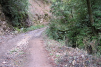 Riding up alongside south fork of Gazos Creek (400ft)