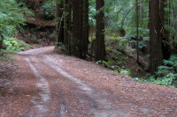 Climbing Gazos Creek Rd., up the steep part (900ft)