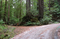 Gazos Creek Rd. crosses the creek for the last time. (1140ft)