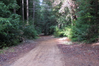 Old Haul Rd. near Portola State Park (500ft)