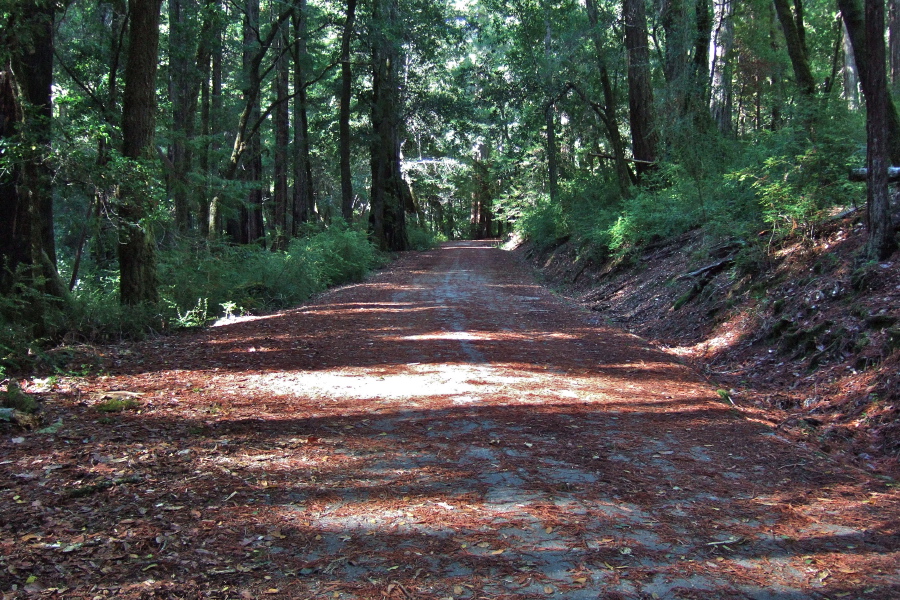 Looking west on Gazos Creek Road just inside the Big Basin gate.