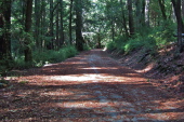 Looking west on Gazos Creek Road just inside the Big Basin gate.