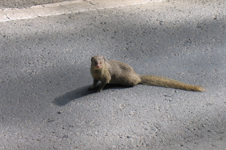A mongoose poses for the camera.