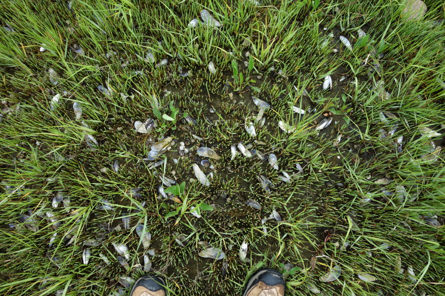 Lots of sharp muscle shells lie in the eelgrass and pickleweed.