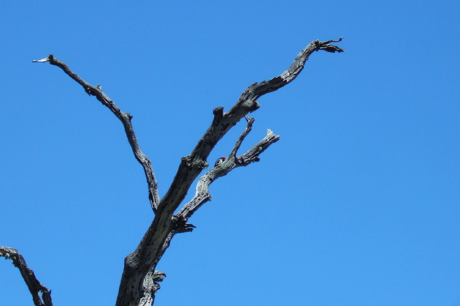 A male acorn woodpecker (Melanerpes formicivorus) is busy pecking at Frog Lake.