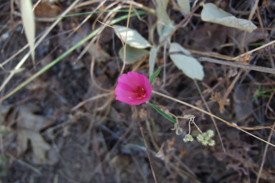 Clarkia Rubicunda (Farewell to Spring)