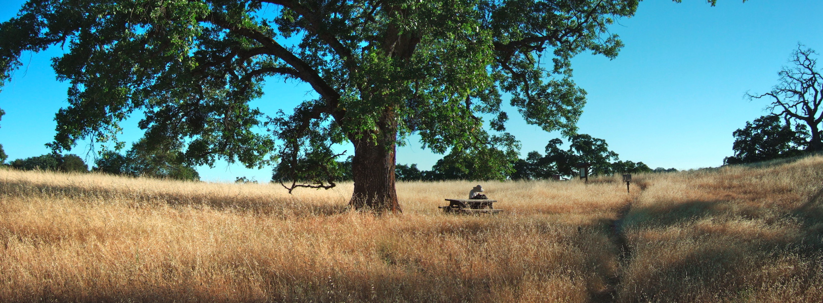 David relaxes in the sun under a handsome valley oak.