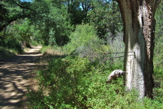 Bill P. finds a woodpecker's granary for his walking sticks.