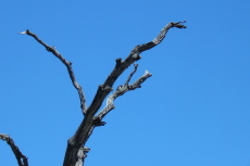 A male acorn woodpecker (Melanerpes formicivorus) is busy pecking at Frog Lake.