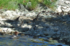 Common Merganser (mom) quacks loudly while her ducklings (all 16+ of them) scurry for cover.