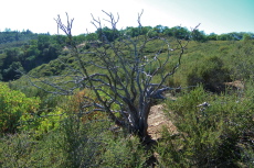 An old manzanita snag