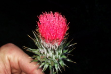 Cirsium occidentale venustum (red thistle)