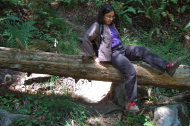 Stella climbs over a fallen tree.