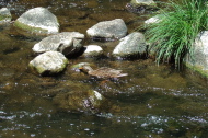A female mallard nibbles algae off the rocks.