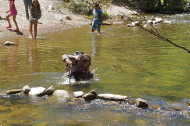 A moment of horror as Stella stumbles on the slippery rocks beneath the surface at the first crossing