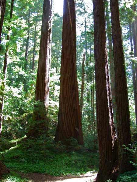 Spiral bark on old redwood