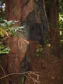 Tree supported only on one side