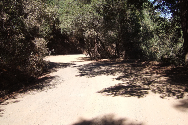 Mt. Madonna Rd. (east) descending below the redwoods.