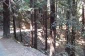 Mt. Madonna Rd. (east) descending through the redwoods.