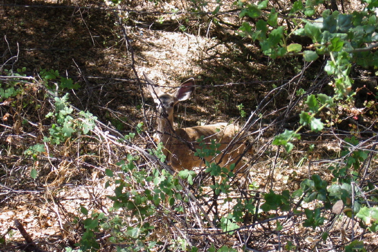 A Tame Deer on Comstock Rd. at Garcia Rancho. (800ft)