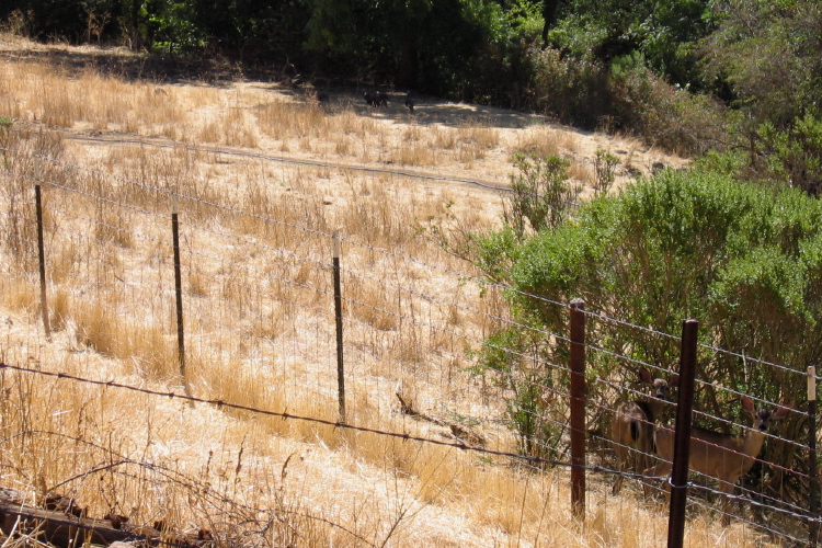 Two Deer and a small flock of wild turkeys at Garcia Rancho. (800ft)