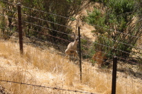 A pooping deer at Garcia Rancho.  (800ft)