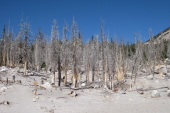 Dead trees on the trail to Mammoth Pass.