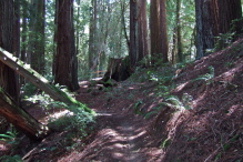 A cool redwood grove near Bear Gulch Road and Skyline Blvd.
