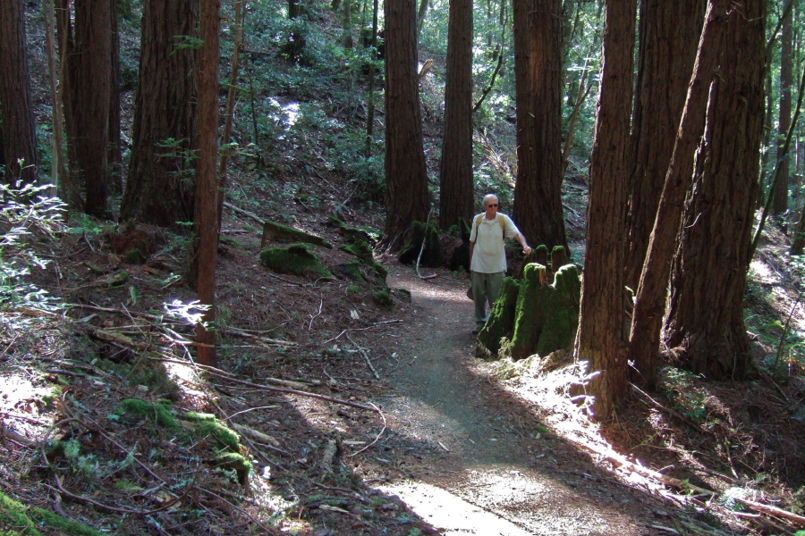 David pauses at a stump on the Chinquapin Trail.