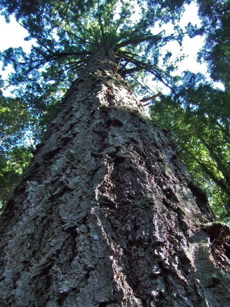 The fir tree that grows on the rock