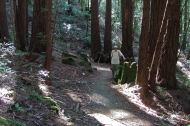 David pauses at a stump on the Chinquapin Trail.