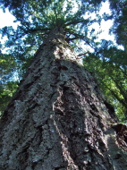 The fir tree that grows on the rock